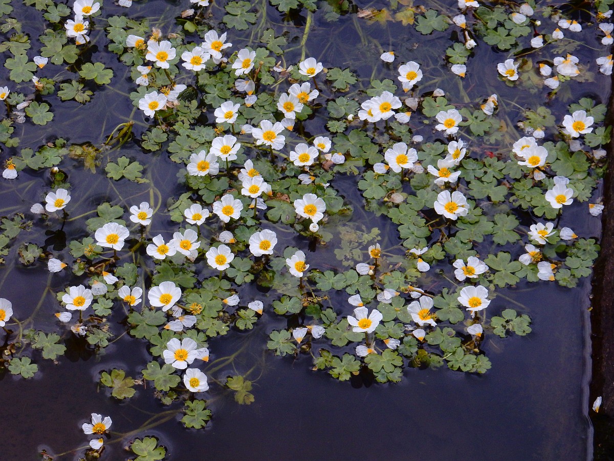 Ranunculus peltatus, Pond Watercrowfoot